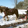 Lahemaal hakatakse hobustega metsatööd tegema