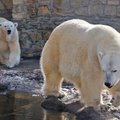 VIDEO | Kes keda võrgutab? Jääkarud Friida ja Raspi lubati üle pika aja teineteise seltsi