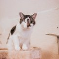 Mango lugu | Ühest silma ilma jäänud kassike ootab abi, et ravida teist silma