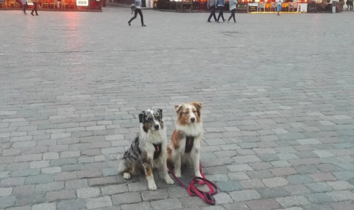 Sandy ja Zoey Tallinnas Raekoja platsil.
