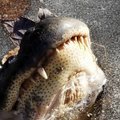 Ootamatud miinuskraadid külmutasid USA looduspargis alligaatorid jäässe kinni