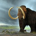 Elevantide genoomi sobitati mammutite pärilikkusainet