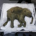 Jakuutias leiti väidetavalt mammuti elusaid rakke