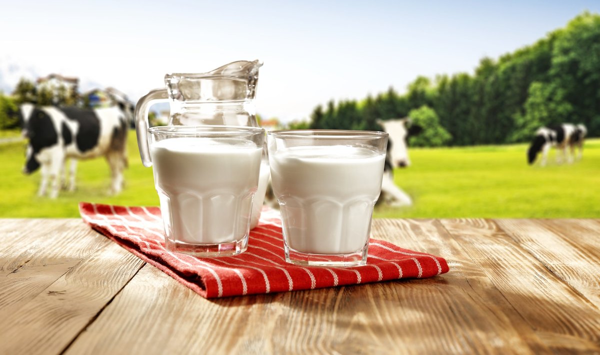Maapiima rasvasisaldus võib olla erinev, sest seda ei ole piimatööstuses muudetud.