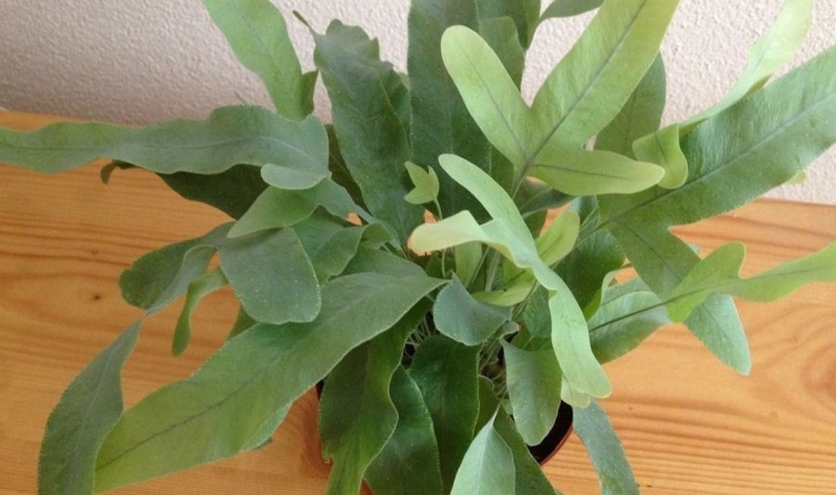 Phlebodium aureum `Blue Star`
