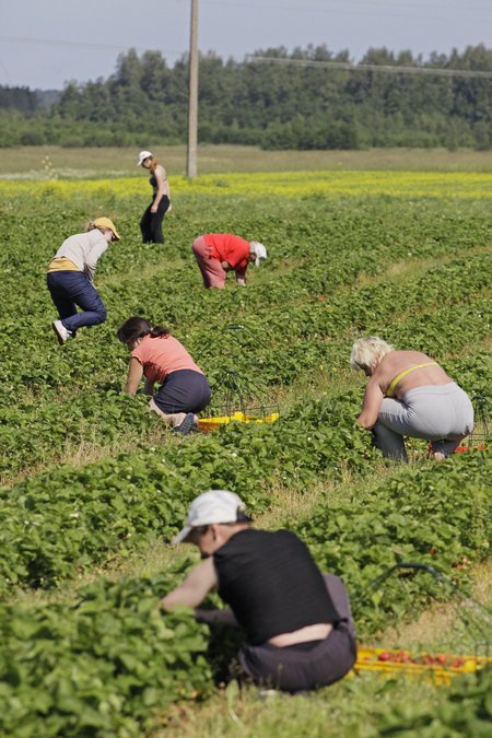 Maasikakorjamine nõuab head füüsilist vormi, kuna küürutamist on palju.