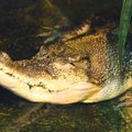 Krokodilliliste lõuad on sõrmeotstest tundlikumad