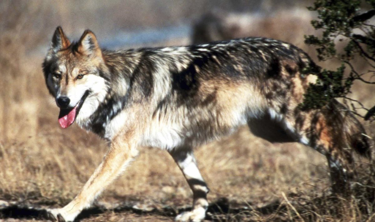 Hunt