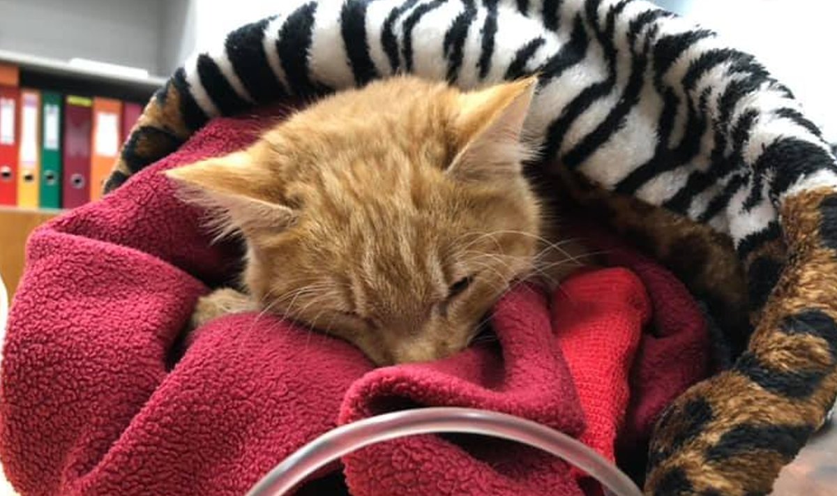 Kass Marten sai parvoviiruse diagnoosi 2018 aasta lõpus. Olukord tundus täiesti lootusetu, kuid kolme päevaga paranes tema seisund märkimisväärselt. Tänaseks on Marten päriskodus. Ta on rõõmus ja reibas.