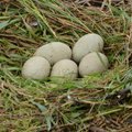 Ivo Linna mälumäng 192. Kes Eestis pesitsevatest lindudest muneb kõige suurema muna?