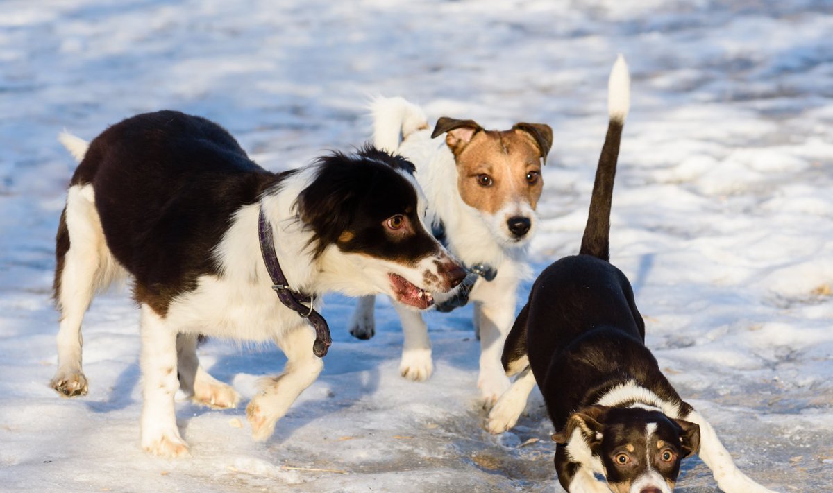 Teiste koertega mängimine ja pallimängud jääl või muul libedal pinnal peaksid olema täielikult välistatud.