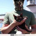 Новый талисман украинских разведчиков: кот, спасенный с острова Змеиный, жив и здоров