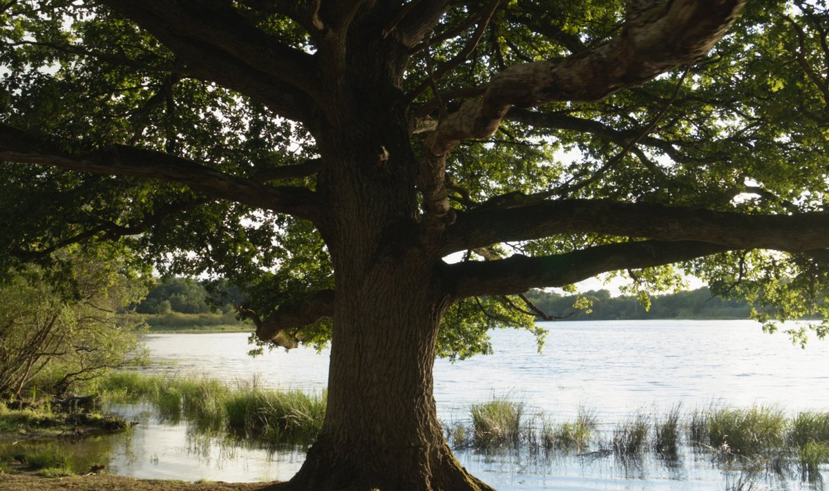 Saage tuttavaks – 210aastane tammepuu Prantsusmaalt Sologne'i kandist.