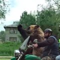 VIDEO | Võimalik vaid Venemaal: karu ja mehed sõidavad motorrattaga keset linna