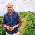 Suletud piiride tõttu ähvardab kohalikku maasikakasvatust väljasuremine