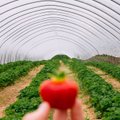 Ükski maasikakasvataja pole veel aasta põllumehe tiitlit saanud