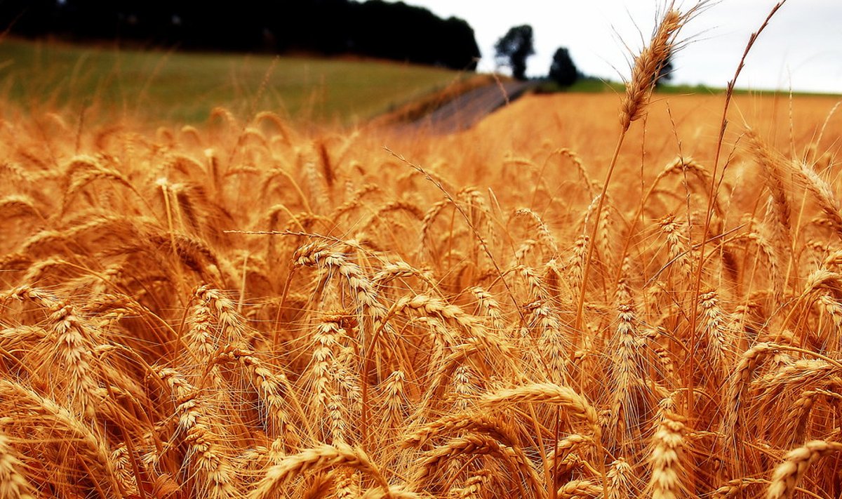 Sordiaretus hoolitseb selle eest, et nisuseeme kannaks ka meie kliimas head saaki.