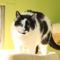 KODULEIDJA | Lapiline kass Jaagup teeb peamassaaži ja on varjupaiga töötajate suur lemmik