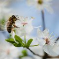 Kui pole mesilasi, pole planeedil elu — seitse viisi, kuidas muuta oma aed mesilastele sõbralikumaks kohaks