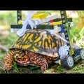 VIDEO | Murtud kilbiga õnnetu kilpkonn sai endale Lego klotsidest ratastooli