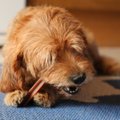 KUI MINU KOER | mida teha, kui koera hingeõhk haiseb?