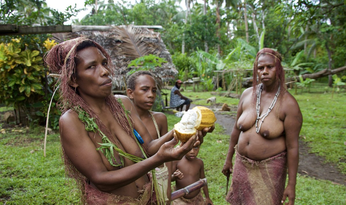 EKSOOTILINE VILI: Vanuatu külanaine demonstreerib kakaouba.