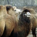 Skandaal loomamaailmas: kaamelite missivõistlustel osalejaid kahtlustatakse Botoxi kasutamises