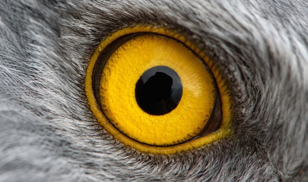 Lindudel aitab magnetvälja tajumine oma rännetel orienteeruda.