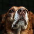 Kulunud müüt või paikapidav tõde | kas koera nina peab olema märg ja külm?