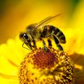 Euroopa Liit keelustab mesilasi kahjustavad pestitsiidid
