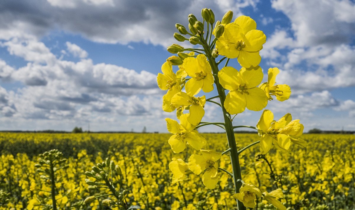 Need taimekaitsevahendid, mida Eestis kasutada lubatakse, on läbinud põhjaliku analüüsi.