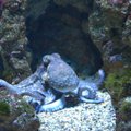 Ei piinamisele: Ühendkuningriik käsitleb kaheksajalga, krabi ja merivähki nüüd tajuvõimeliste olenditena