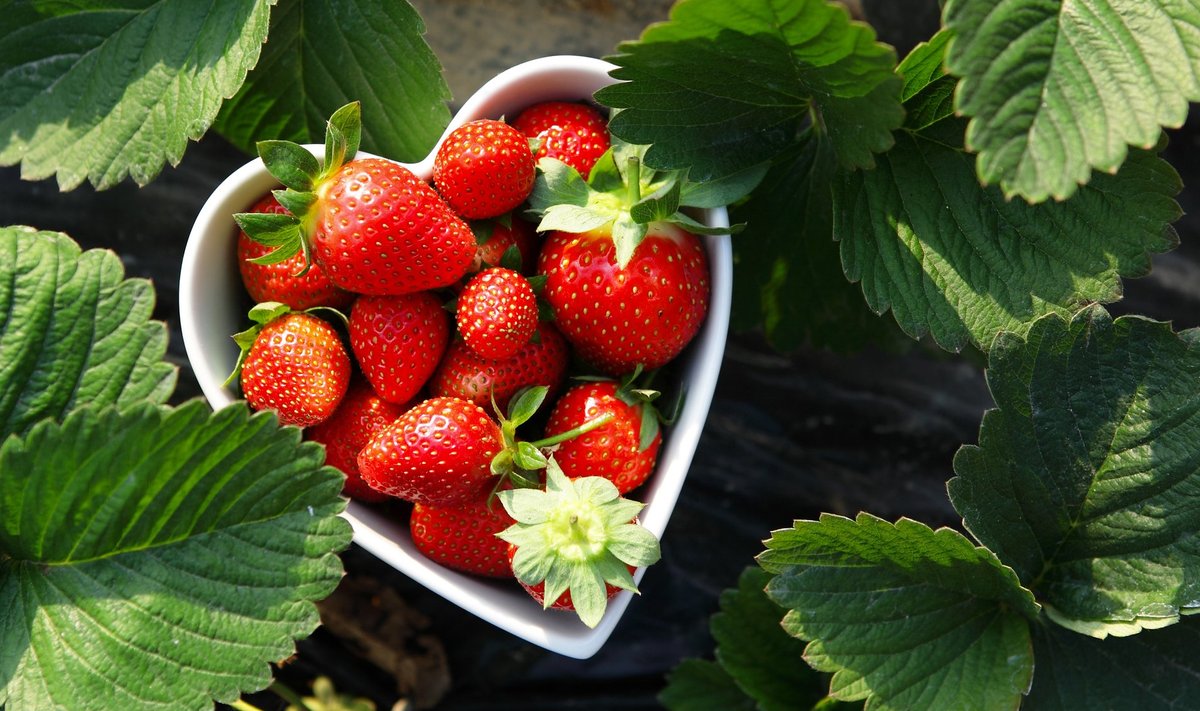 Oma aia maasikad on parimad!