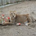 ВИДЕО: Львице Тори из Таллиннского зоопарка исполнилось 15 лет!