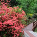Kummutame müüdi: kas rododendron on kapriisitar?