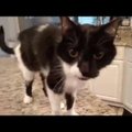 VIDEO | Bassihäälega näuguv kass ajab naerma, nii et tilgad püksis!