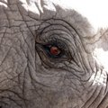 В Африке за месяц загадочно умерли сотни слонов