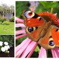 AIAHOOLIK | Ohtrasti liblikaid, suvelõpuõisi ja üks idee uueks hooajaks