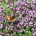 Kuidas meelitada aeda silmailu pakkuvaid liblikaid?