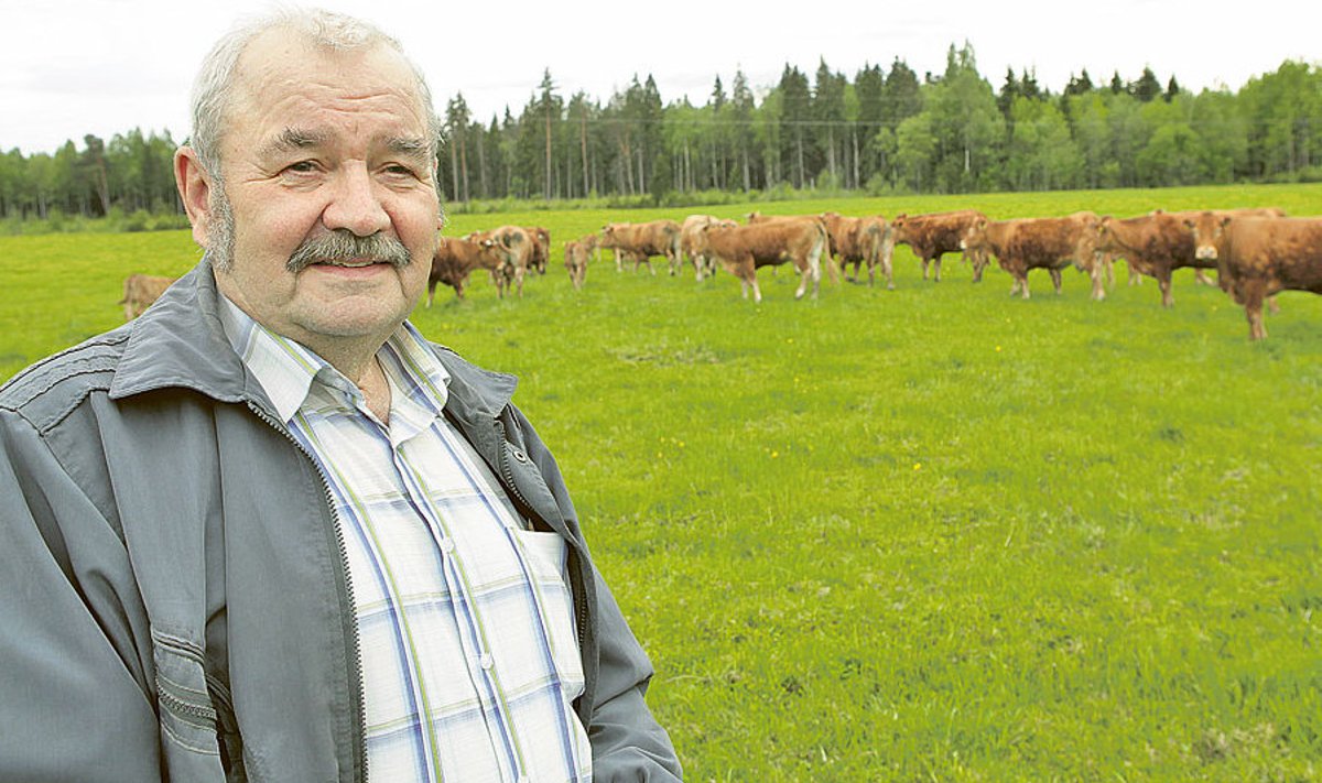 “Olin esimene, kes limusiinid Eestisse tõi, nüüd on see tõug kasvatajate seas üsna levinud,” ütleb Leino Vessart oma  limusiinikarja keskel.