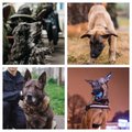 102 ERILIST EESTI LOOMA | Videod: vaata, kes on tublid ja vaprad koerad Eesti teenistuses