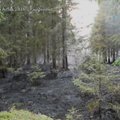 VIDEO MAALEHE ARHIIVIST | Kuidas taastub mets põlengust?