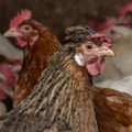 Lääne-Virumaal tuvastati linnugripp. Talus hukatakse kõik linnud, mujal Eestis tuleks linde hoida siseruumides