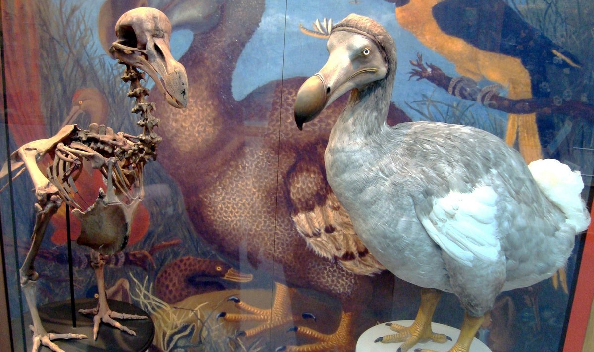 Dodo muuseumis