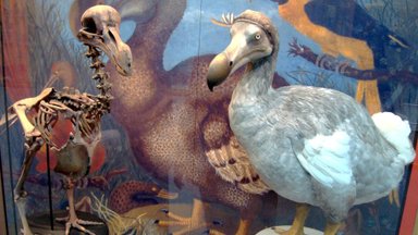 Dodo polegi varsti enam „surnud nagu dodo“? Teadlased plaanivad ellu äratada ammu väljasurnud liike