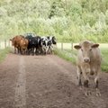 FOTOD: Millises Eesti talus elab sada õnnelikku lehma? Vaata järele!
