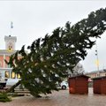 FOTOD | Saaremaa džinnitootja keedab lähikuudel mitme Soome ja Eesti linna jõulukuused käsitööjoogiks
