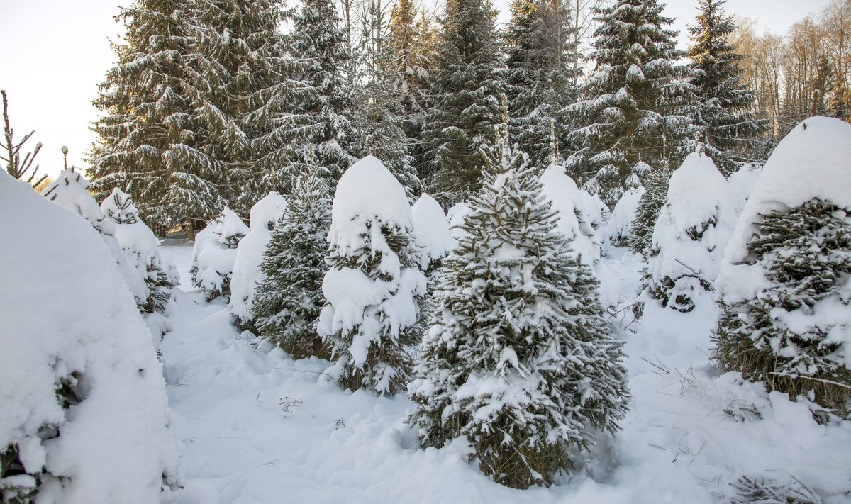 Metsas ootavad jõulupuud - sama hinnaga nagu kõik eelnevad aastad.