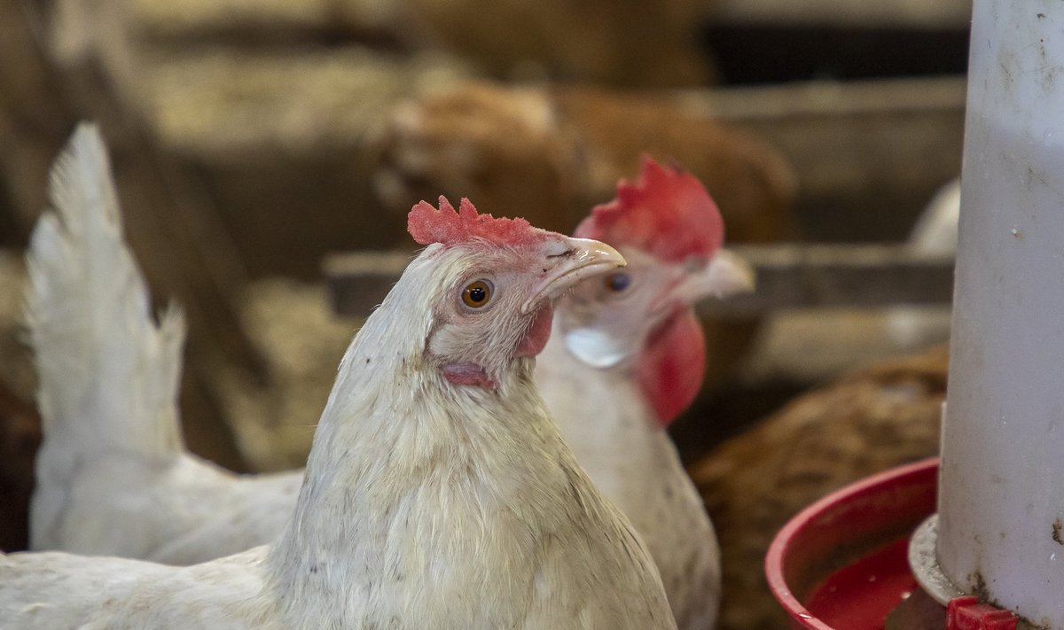 Austraalias 2018. aastal vastuvõetud seaduse järgi peavad vabapidamisel kanad saama väljas liikuda vähemalt kaheksa tundi päevas.
