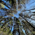 Таллинн предлагает горожанам оценить планируемые природоохранные зоны Астангу-Мяэкюла и Какумяэ